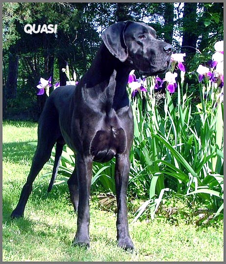 Quasi