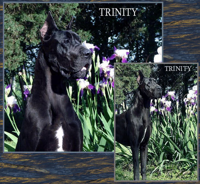 Trinity